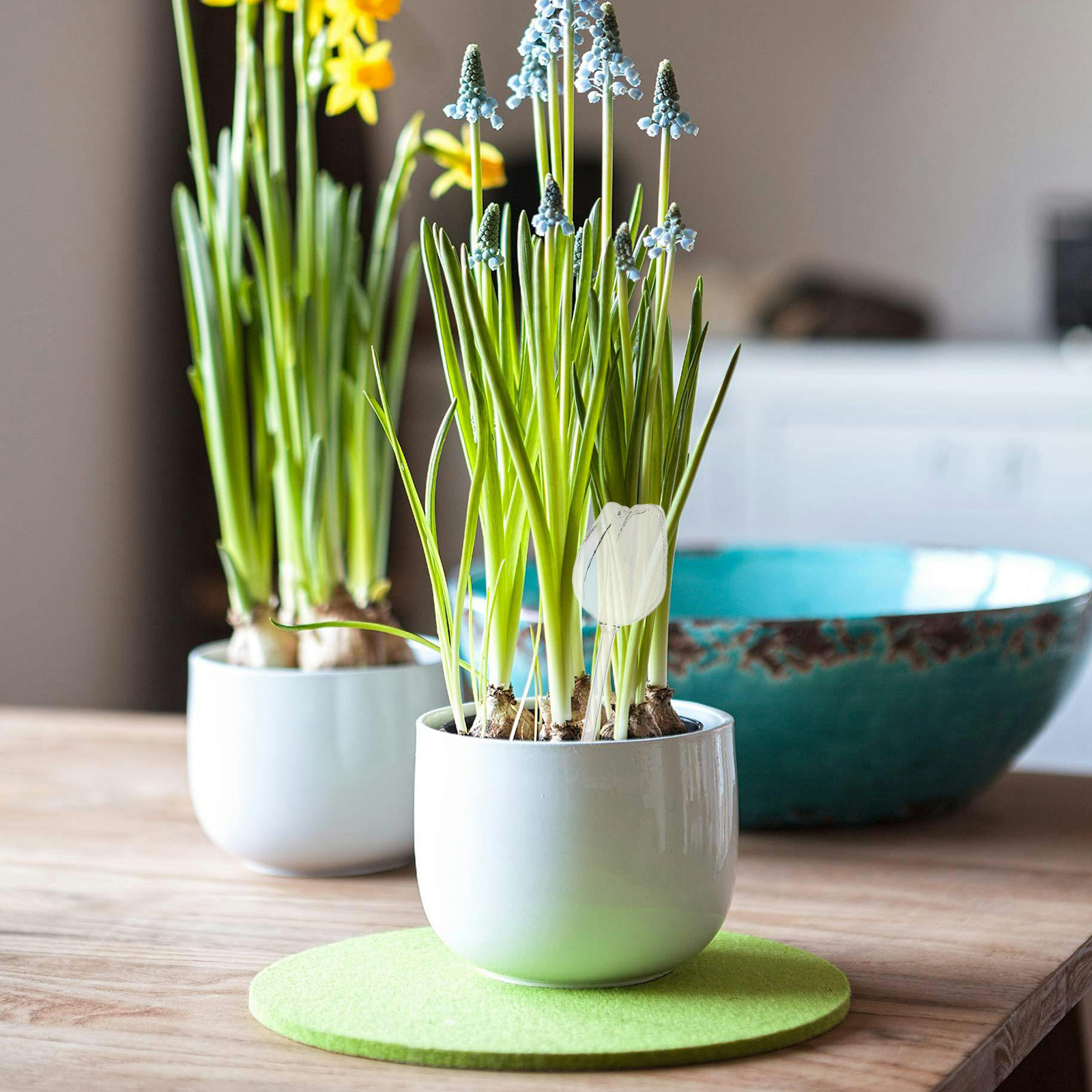 2 stuks hoogwaardige glazen wa - Self-Watering Planter recensie en prijs